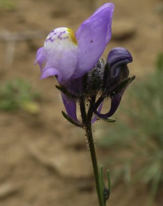 Linaria incarnata (Vent.) Sprengel [5/8]