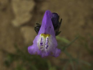 Linaria incarnata (Vent.) Sprengel [6/8]