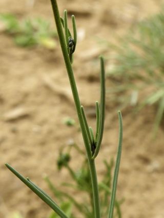 Linaria incarnata (Vent.) Sprengel [7/8]
