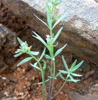 Linaria micrantha (Cav.) Hoffm. & Link [2/7]