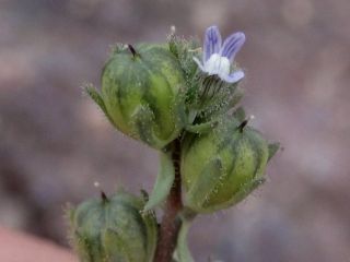 Linaria micrantha (Cav.) Hoffm. & Link [4/7]