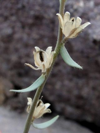 Linaria micrantha (Cav.) Hoffm. & Link [5/7]