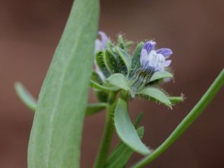 Linaria micrantha (Cav.) Hoffm. & Link [7/7]