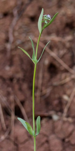 Linaria micrantha (Cav.) Hoffm. & Link [1/7]