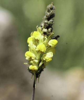 Linaria multicaulis subsp. heterophylla (Desf.) D.A. Sutton [6/7]