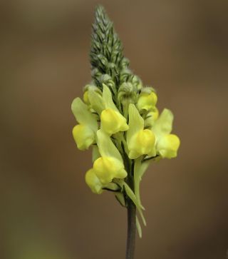 Linaria multicaulis subsp. heterophylla (Desf.) D.A. Sutton [5/7]