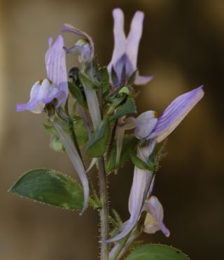 Linaria reflexa subsp. drummondiae D. A. Sutton [7/11]