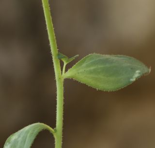 Linaria reflexa subsp. drummondiae D. A. Sutton [8/11]