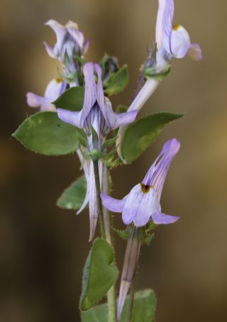 Linaria reflexa subsp. drummondiae D. A. Sutton [11/11]