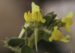 Linaria reflexa (L.) Chaz. subsp. puberula (Doum.) D. A. Sutton [4/7]