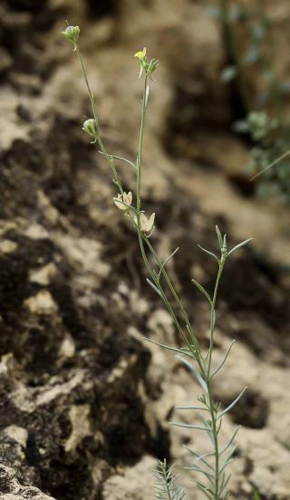 Linaria simplex (Willd) ex. Desf. [1/8]