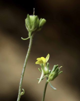 Linaria simplex (Willd) ex. Desf. [2/8]