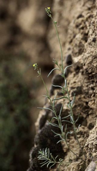 Linaria simplex (Willd) ex. Desf. [3/8]
