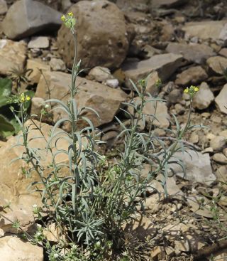 Linaria simplex (Willd) ex. Desf. [7/8]