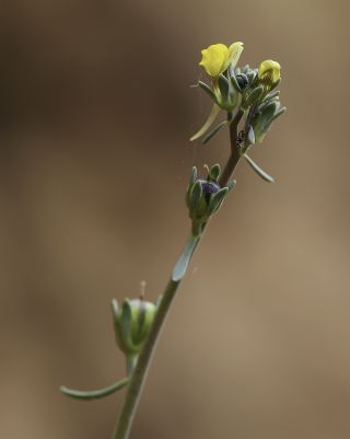 Linaria simplex (Willd) ex. Desf. [4/11]