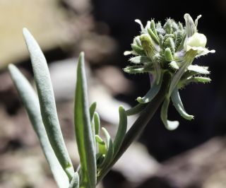 Linaria simplex (Willd) ex. Desf. [9/11]