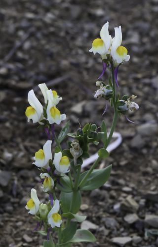Linaria triphylla (L.) Miller [3/10]