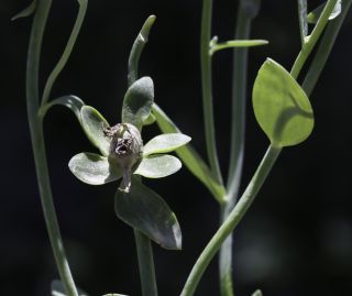 Linaria triphylla (L.) Miller [6/10]