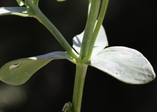 Linaria triphylla (L.) Miller [7/10]