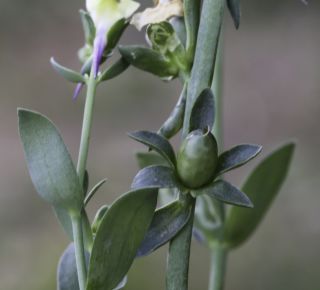 Linaria triphylla (L.) Miller [10/10]