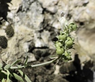 Linaria tristis subsp. lurida (Ball) Maire [3/8]