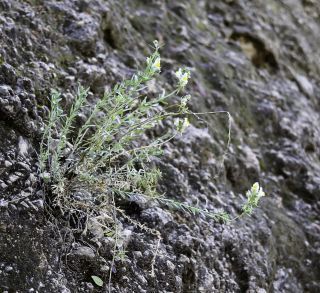 Linaria tristis subsp. mesatlantica D.A. Sutton [1/4]