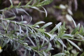 Linaria tristis subsp. mesatlantica D.A. Sutton [4/4]