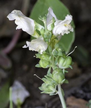 Linaria tristis subsp. mesatlantica D.A. Sutton [8/8]