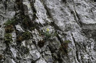 Linaria tristis subsp. pectinata (Pau & Font Quer) Maire [1/4]
