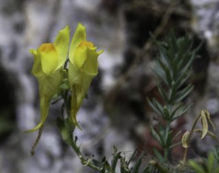 Linaria tristis subsp. pectinata (Pau & Font Quer) Maire [3/4]