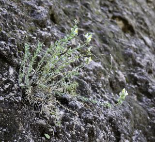 Linaria tristis (L.) Miller [1/4]