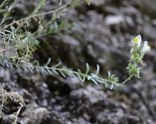 Linaria tristis (L.) Miller [2/4]