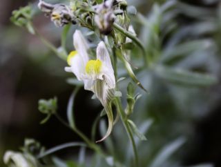 Linaria tristis (L.) Miller [4/4]