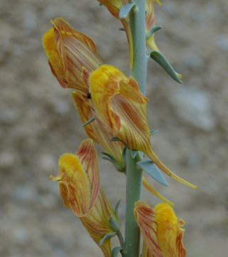 Linaria ventricosa Coss. & Balansa [4/14]