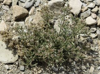 Plantago afra L. [6/9]