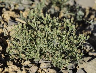 Plantago afra L. [7/9]