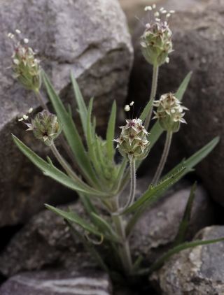 Plantago afra L. [5/9]