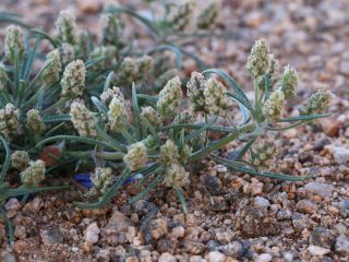 Plantago afra L. [8/9]