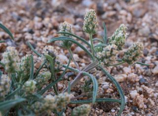 Plantago afra L. [9/9]