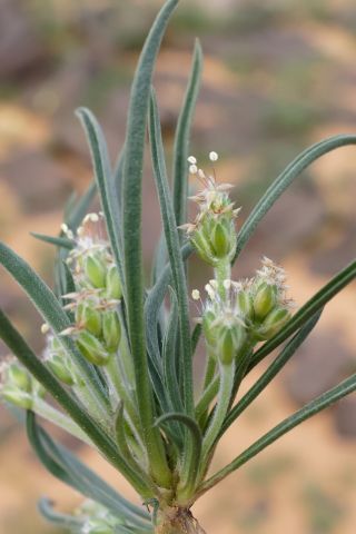 Plantago akkensis subsp. ounifensis (Batt.) Maire [4/8]