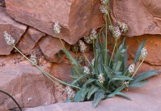 Plantago amplexicaulis Cav. [2/3]