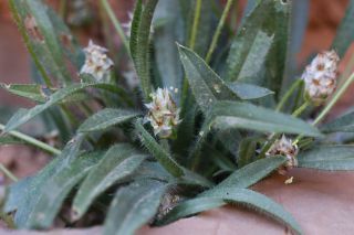 Plantago amplexicaulis Cav. [3/3]