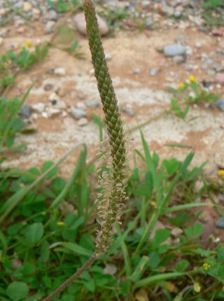 Plantago coronopus L. subsp. coronopus [2/4]