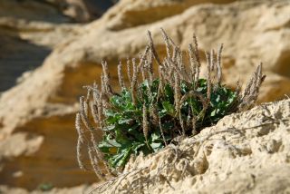 Plantago macrorhiza Poir. [1/1]