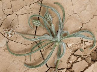 Plantago ovata Forsskäl [1/4]