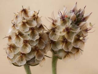 Plantago ovata Forsskäl [2/4]