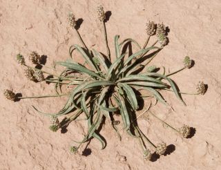 Plantago ovata Forsskäl [3/4]