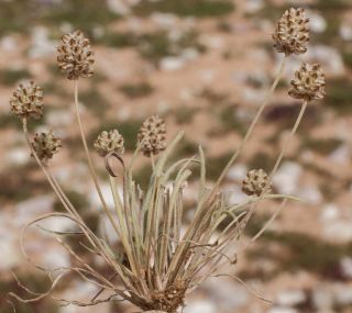 Plantago ovata Forsskäl [4/4]