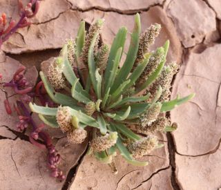 Plantago weldenii Rchb. [1/2]