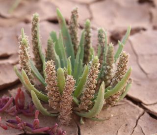 Plantago weldenii Rchb. [2/2]